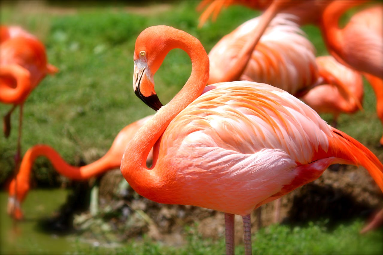 Close-up of a vivid flamingo standing gracefully among grass and water.