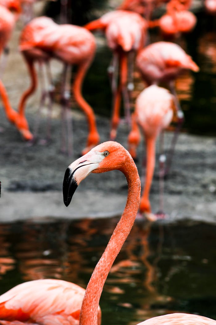 Close-up of vibrant pink flamingos wading gracefully in a tranquil lake setting.